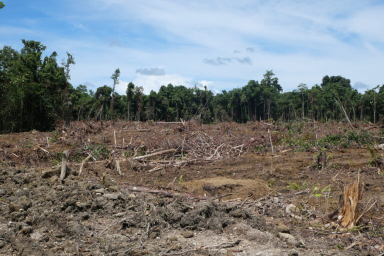 Batas akhir pembukaan lahan PT Permana Nusa Mandiri yang jaraknya kurang lebih satu kilometer dari Hutan Adat Yano Akrua. Foto: Asrida Elisabeht/Mongabay Indonesia