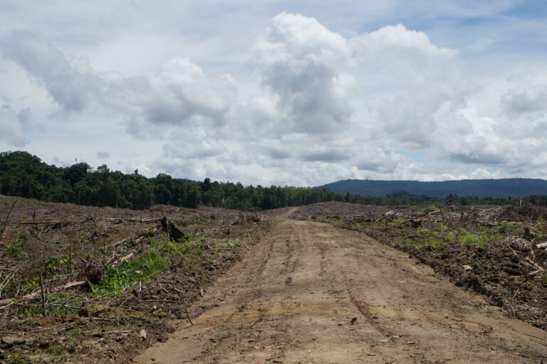  Lokasi pembukaan lahan PT Permana Nusa Mandiri yang jaraknya kurang lebih satu kilometer dari Hutan Adat Yano Akrua. Foto: Asrida Elisabeht/ Mongabay Indonesia