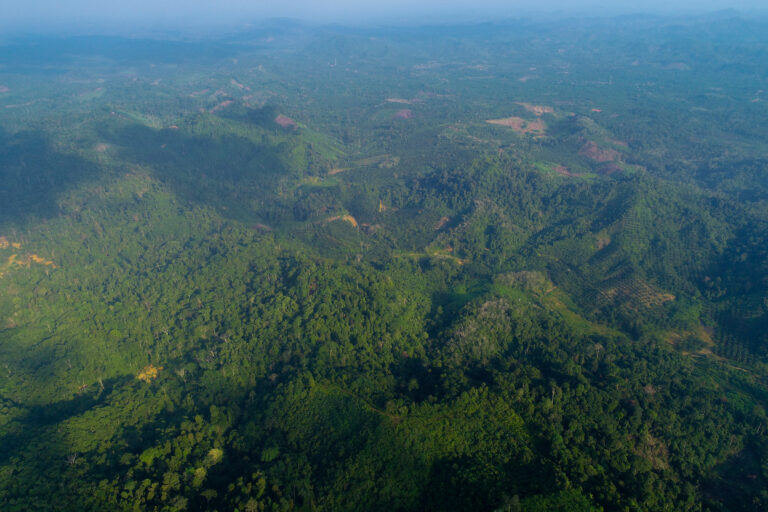Kondisi tutupan hutan di konsesi PT HAN di Kabupaten Merangin.dok. Deri, Lembaga Tiga Beradik.jpg