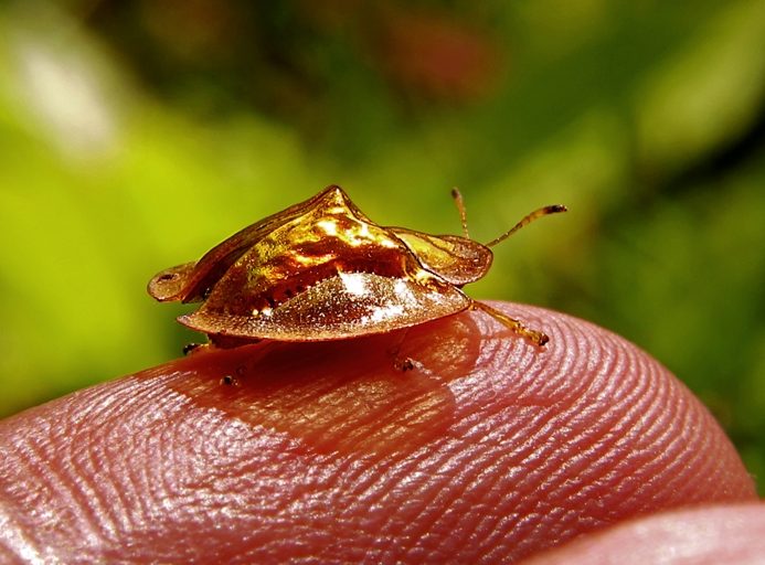 Kepik emas atau ladybug dan kiamat serangga di dunia