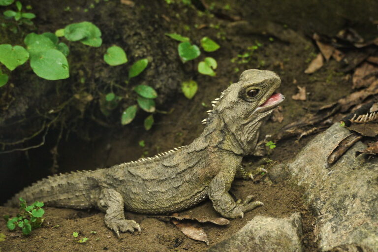 Tuatara: Ditemukan secara eksklusif di Selandia Baru, merupakan anggota terakhir dari ordo Sphenodontia, garis keturunan reptil kuno yang hidup sezaman dengan dinosaurus