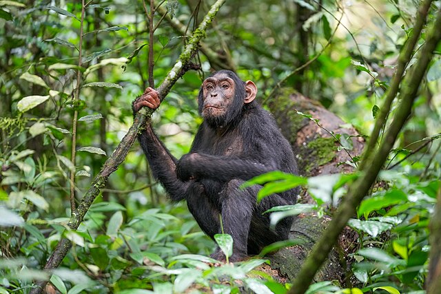 Simpanse di Taman Nasional Hutan Kibale, Uganda | Gambar oleh Giles Laurent. reative Commons Atribusi-Berbagi Sama 4.0