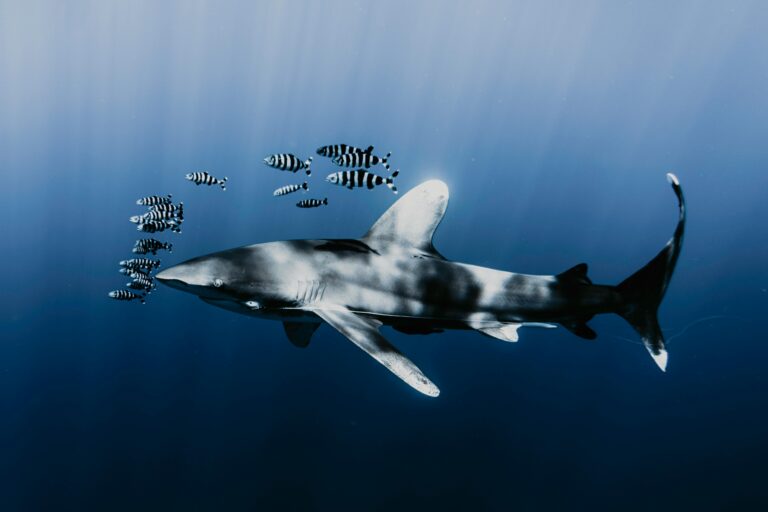 Hiu Sirip Putih Samudra (Carcharhinus longimanus), yang dulunya melimpah, kini mengalami penurunan drastis akibat penangkapan ikan | Gambar oleh Daniel Torobekov: https://www.pexels.com/photo/shark-and-school-of-zebra-fish-underwater-11348767/