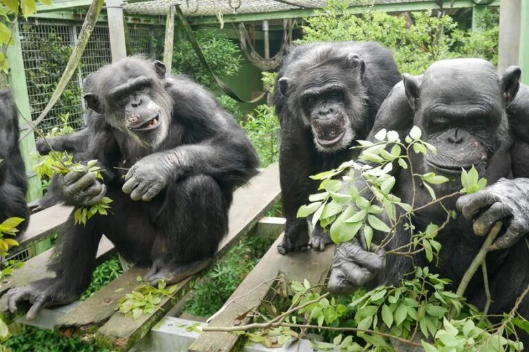 elompok simpanse di jepang yang diamati dalam topik ini. Oleh Kumamoto Sanctuary