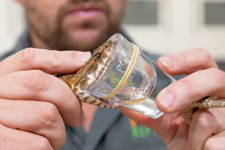Ular bertaring tiga yang sedang diperah untuk diambil racunnya. Ular ini menghasilkan lebih banyak racun dibandingkan dengan death adder lainnya | gambar oleh : Australian Reptile Park