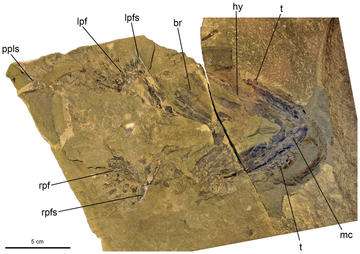 Fosil sisik Doliodus problematicus fossil specimen | Foto oleh American Museum of Natural HistoryN