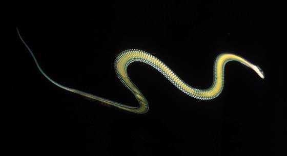 Ular terbang Chrysopelea Paradisi | foto olehJohn J. Socha.
