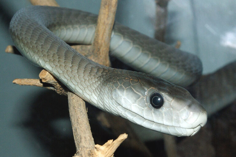 Black mamba (Dendroaspis polylepis). Foto: Wikimedia Commons/TimVickers/Public Domain 