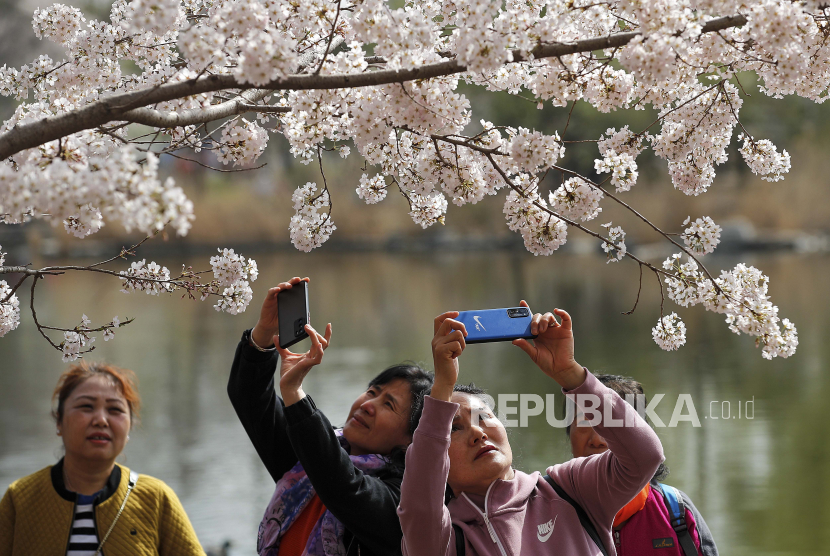Warga menikmati puncak musim bunga sakura saat Jepang mencabut semua pembatasan Covid 19 Ilustrasi