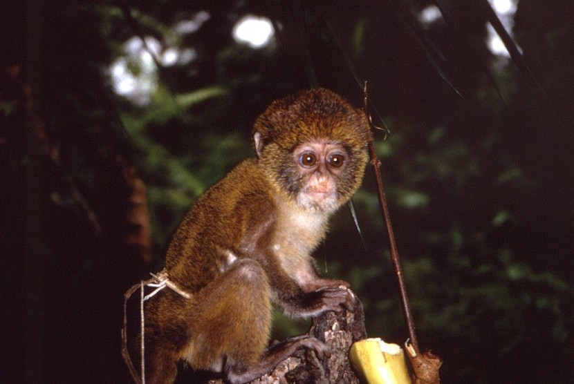 Primata monyet bisa menularkan penyakit cacar monyet atau monkeypox ke manusia