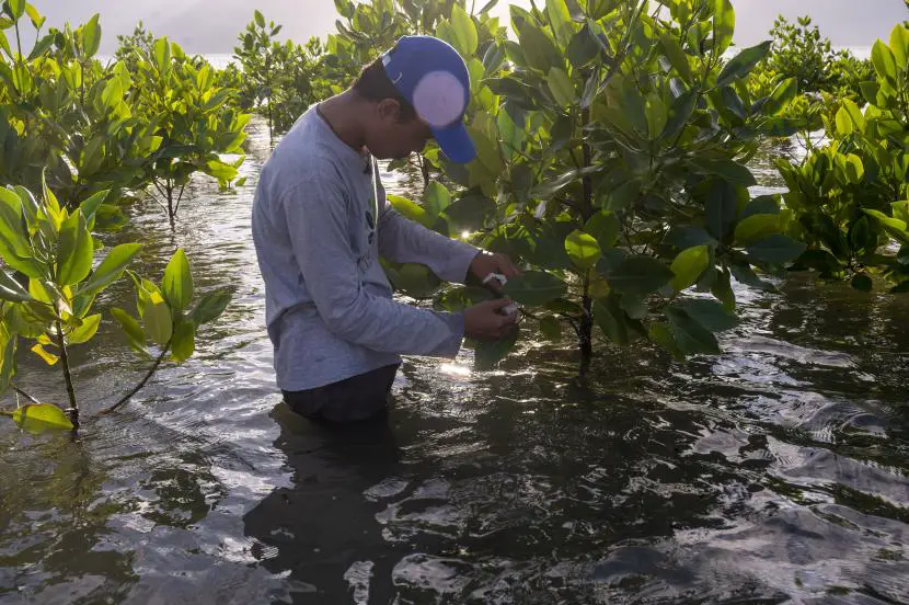 Warga melepaskan plastik yang tersangkut di pohon mangrove di kawasan konservasi mangrove Pantai Dupa Palu Sulawesi Tengah Rabu 12102022 ilustrasi