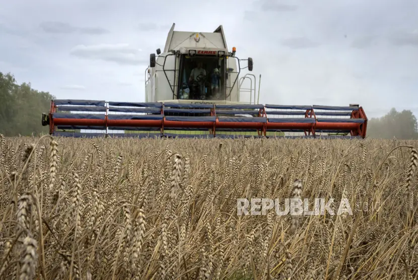 Seorang pemanen mengumpulkan gandum di desa Zghurivka Ukraina Selasa 9 Agustus 2022