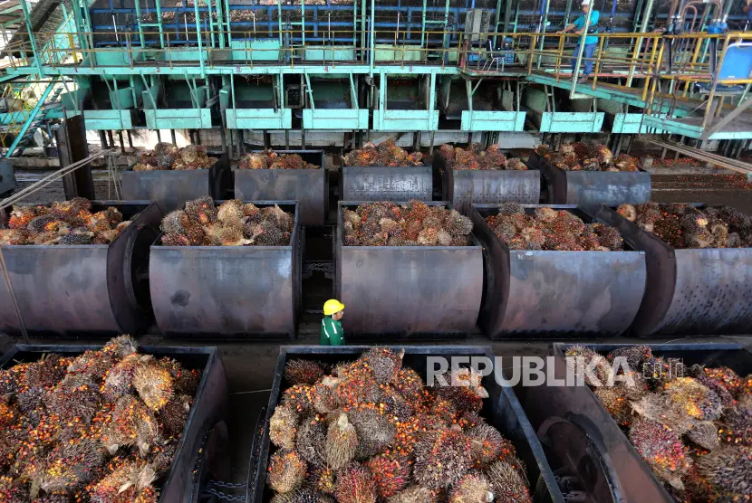Karyawan mengawasi proses pemasukan Tanda Buah Segar TBS kelapa sawit kedalam mesin untuk pengolahan minyak sawit mentah atau crude palm oil CPO di salah satu pabrik minyak kelapa sawit milik PTKarya Tanah Subur KTS Desa Padang Sikabu Kaway XVI Aceh Barat Aceh Jumat 2172023 Data kantor wilayah Direktorat Jenderal Bea Cukai DJBC Aceh menyatakan minyak sawit mentah atau crude palm oil CPO merupakan penyumbang terbanyak penerimaan kepabeanan dan cukai pada semester pertama 2023 yang mencapai Rp3479 miliar di provinsi ujung barat Indonesia