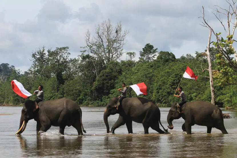 Pawang gajah mahout mengibarkan Bendera Merah Putih saat menunggangi gajah sumatera ilustrasi