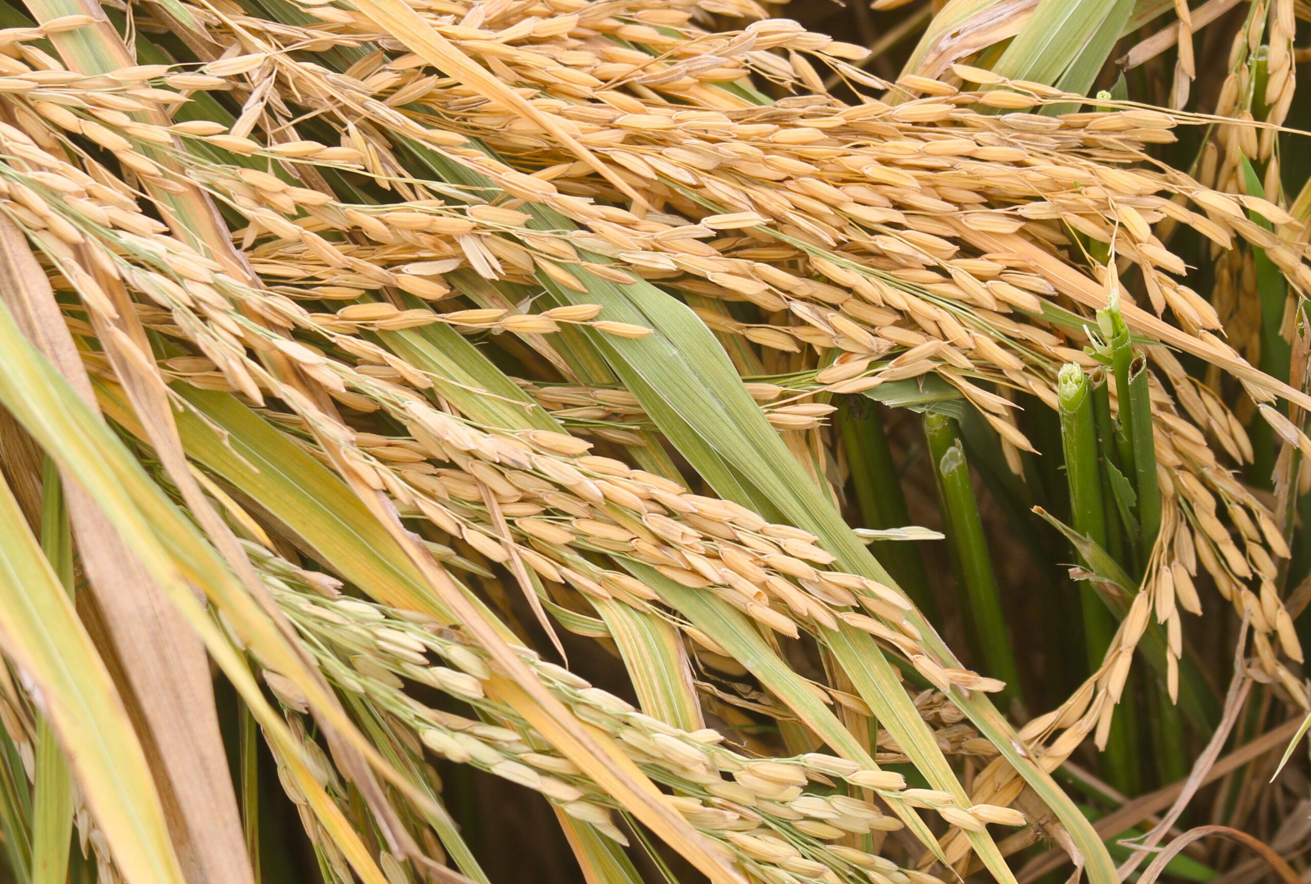 Padi yang terserang penyakit tidak memiliki bulir beras salah satu penyebabnya adalah kekurangan nutrisi dan air Chairil AqshaLensakitacom